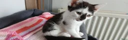 Mixed Breed cats for sale: 6 kitties looking for new forever homes - Advert 14