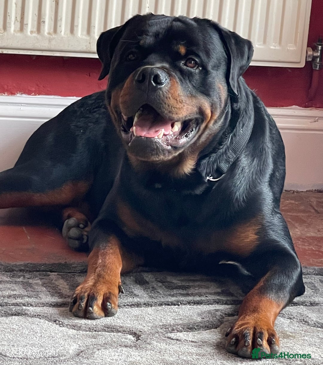 Rottweiler dogs for stud: Health Tested Rottweiler For Stud in Wisbech - Advert 2