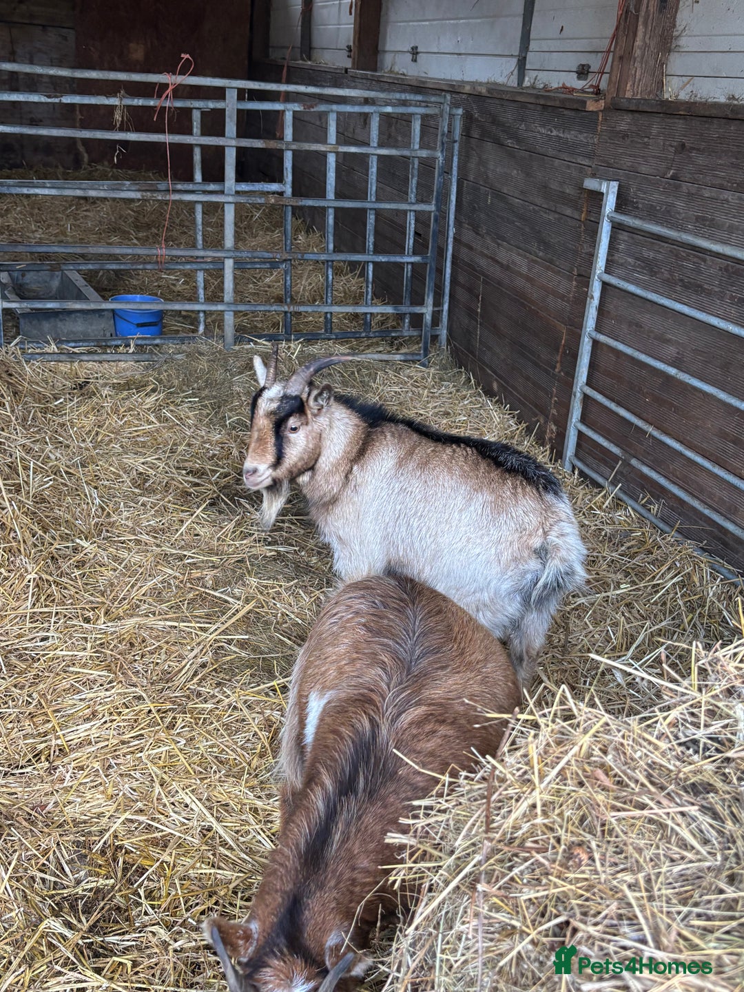 Goats livestock for sale: Pygmy goats - Advert 4