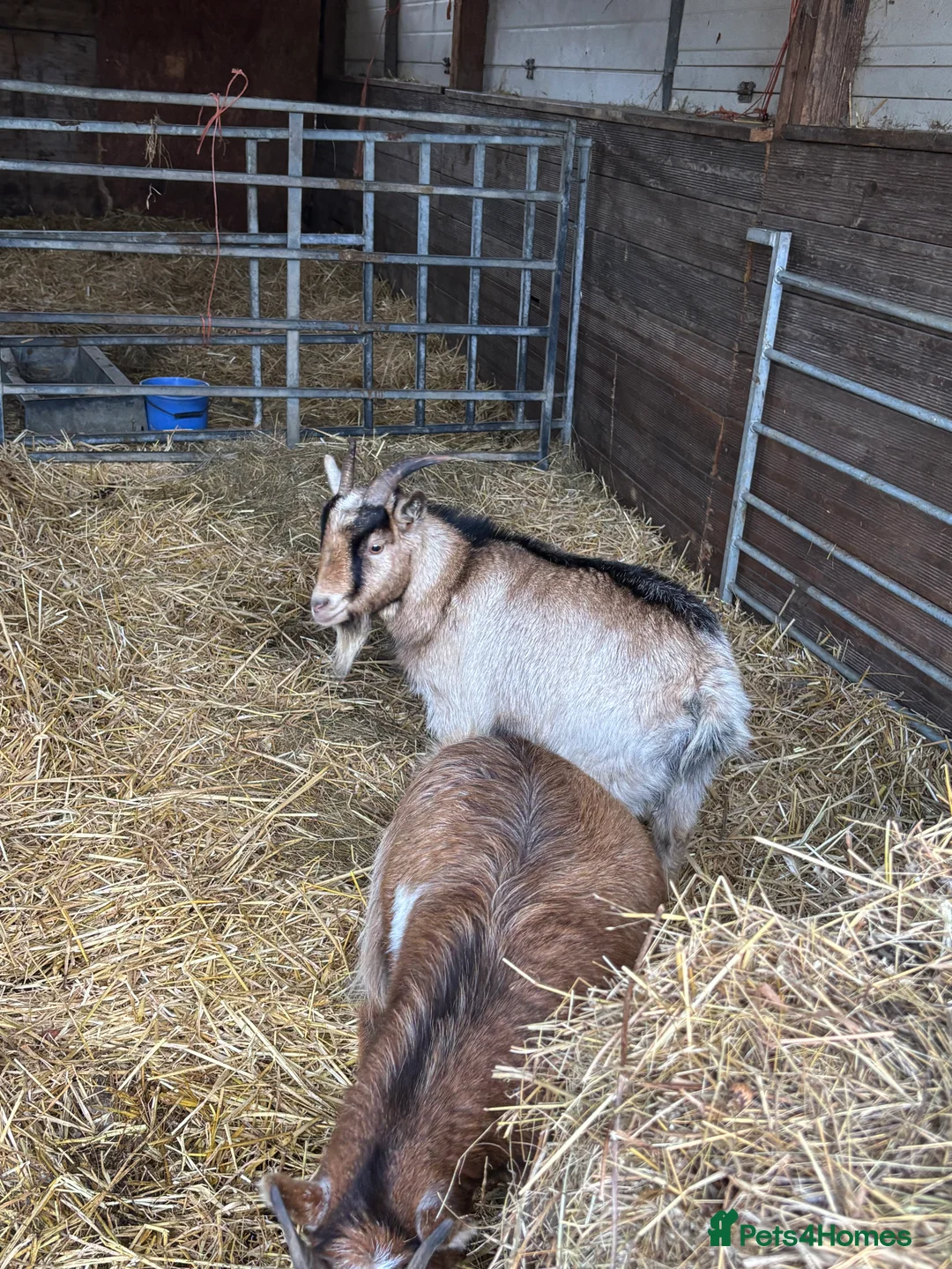 Goats livestock for sale: Pygmy goats - Advert 4