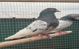Pigeons birds for sale: X34 Pakistani Pigeons to go - Image 5