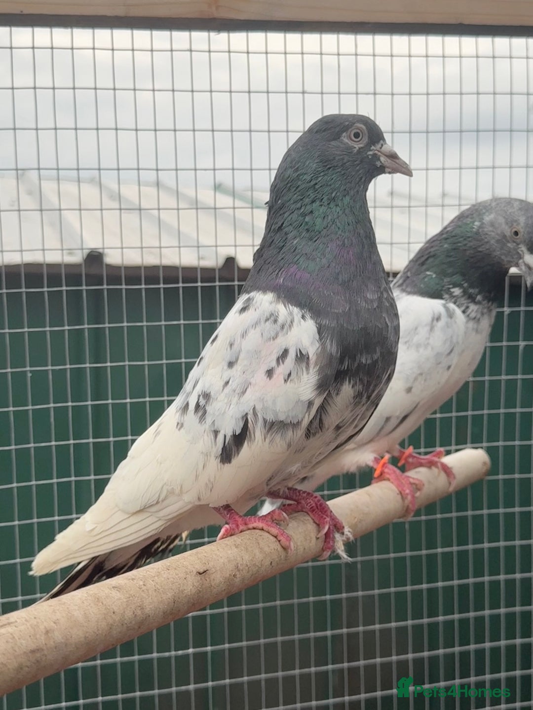 Pigeons birds for sale: X34 Pakistani Pigeons to go - Image 5