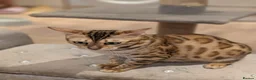 Bengal cats for sale: Beautiful Retired Female Bengal - Advert 16