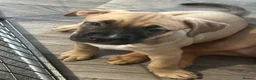 Mixed Breed dogs for sale: American Bulldog X Bullmastiff in Northampton - Advert 6