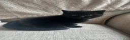 Russian Blue cats for sale: One beautiful girl Russian blue x left    - Advert 4