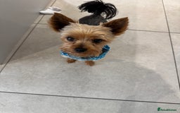 Yorkshire Terrier dogs for sale: Miniature Yorkie Puppies  - Image 6