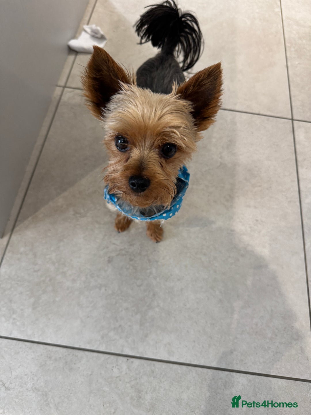 Yorkshire Terrier dogs for sale: Miniature Yorkie Puppies  - Image 6