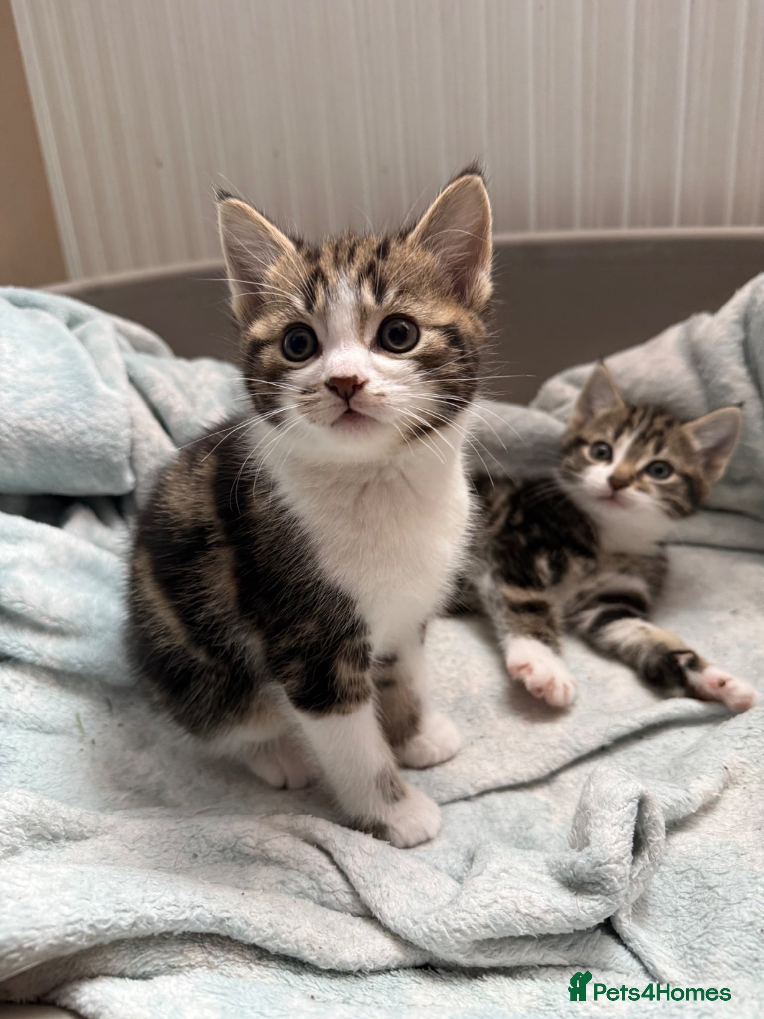 Mixed Breed cats Gorgeous kittens,boy and girl  - Advert 1