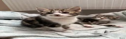 Mixed Breed cats for sale: Gorgeous kittens,boy and girl  - Advert 1