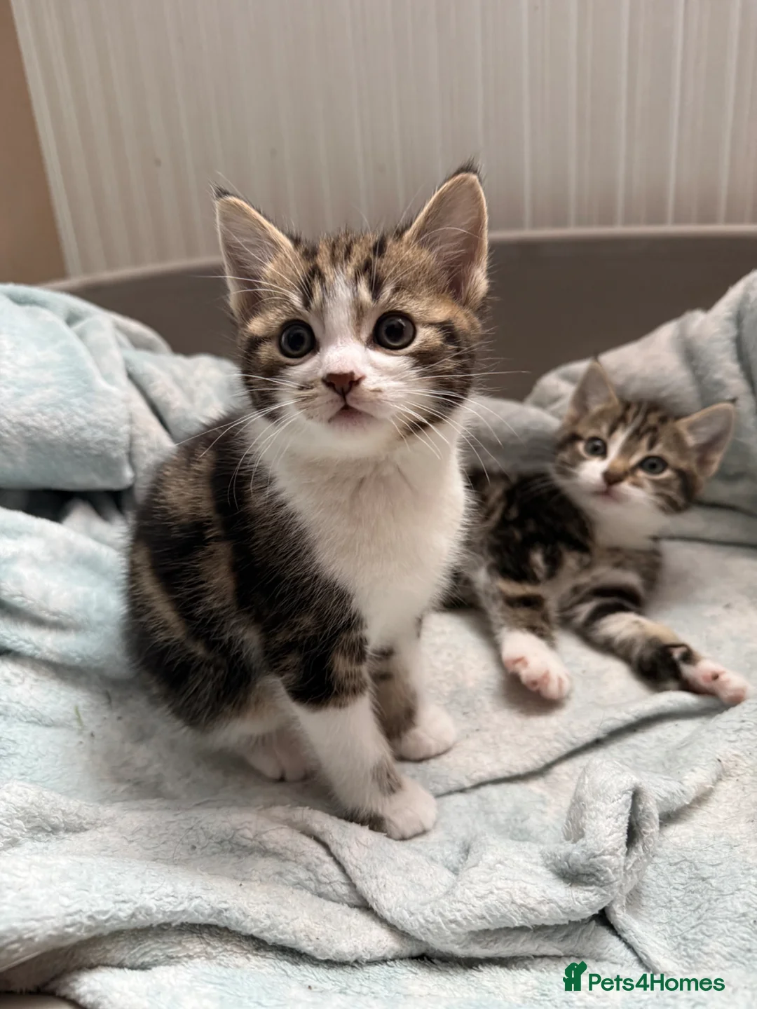 Mixed Breed cats for sale: Gorgeous kittens,boy and girl  - Advert 1