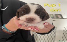 Cocker Spaniel dogs for sale: Cocker spaniel puppies  - Image 2