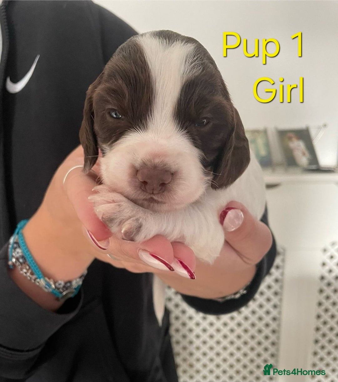 Cocker Spaniel dogs for sale: Cocker spaniel puppies  - Image 2