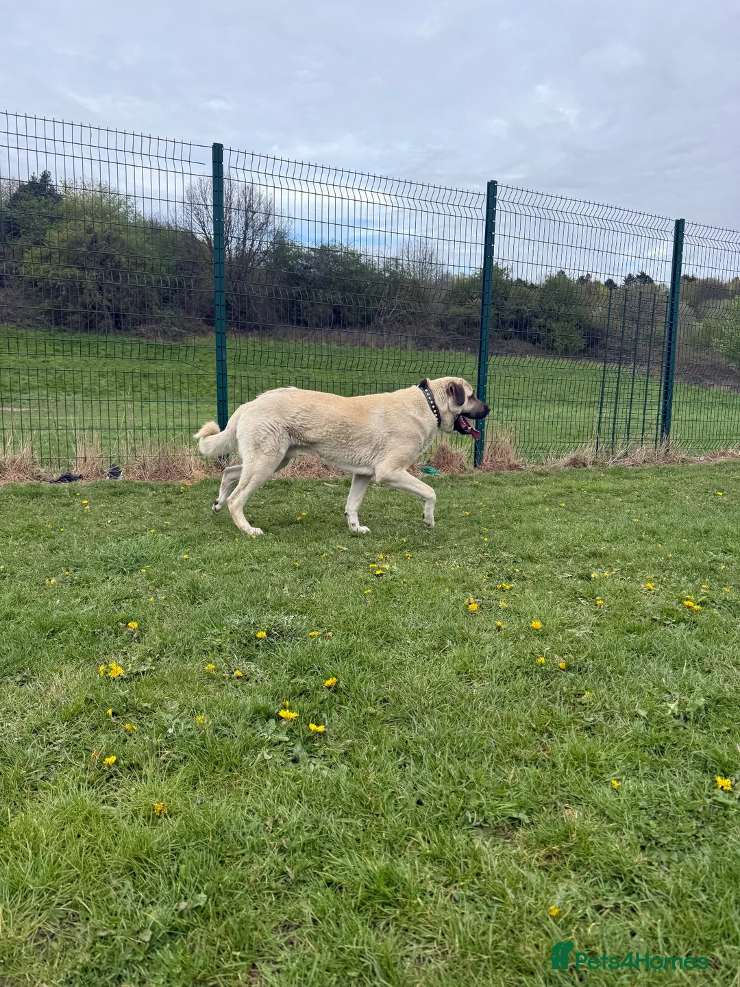 Turkish Kangal dogs for stud: Turkish kangal (mom&dad Turkish imports) stud only - Advert 2