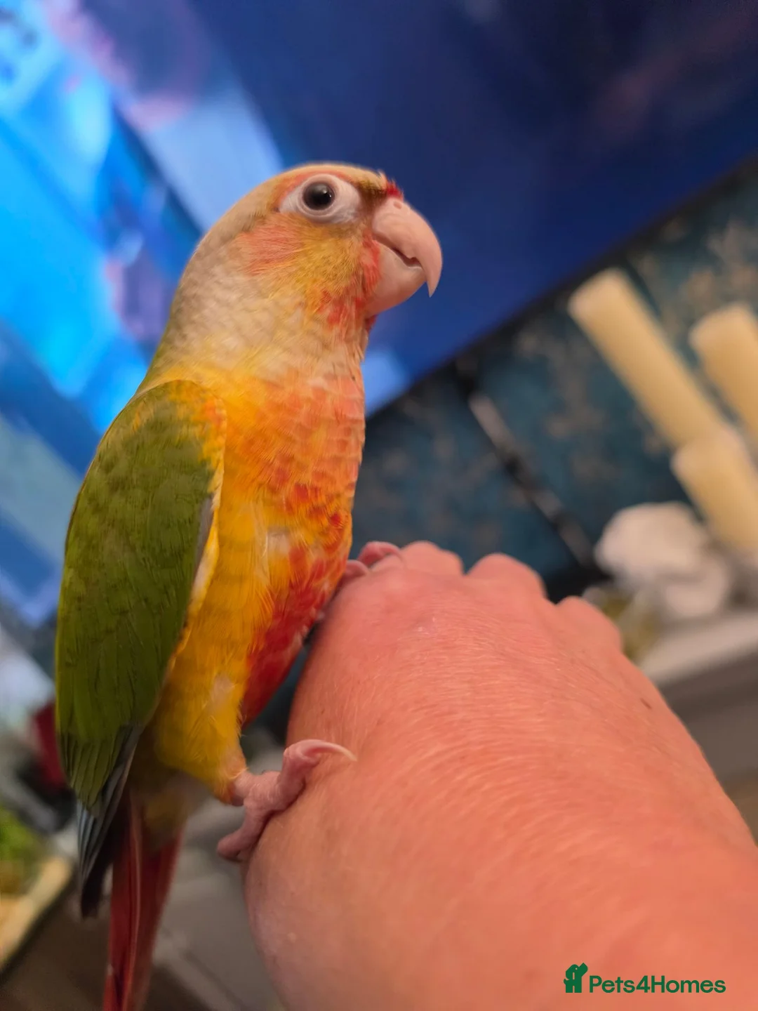 Conures birds for sale: Hand reared tame - Advert 2