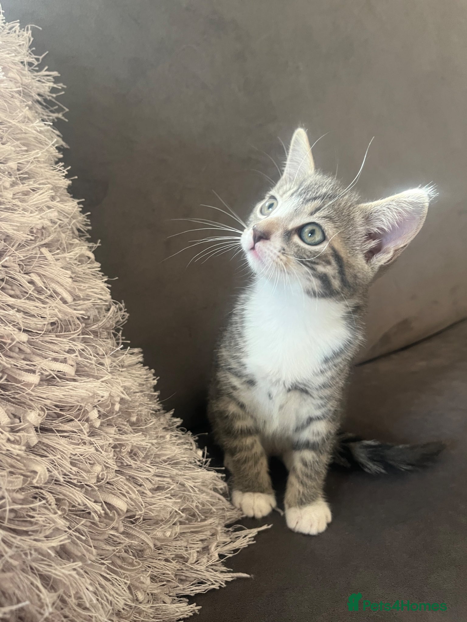 Mixed Breed cats 4 x Adorable Loving Kittens Ready NOW! - Advert 1