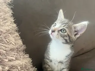 Mixed Breed cats 4 x Adorable Loving Kittens Ready NOW! - Advert 1