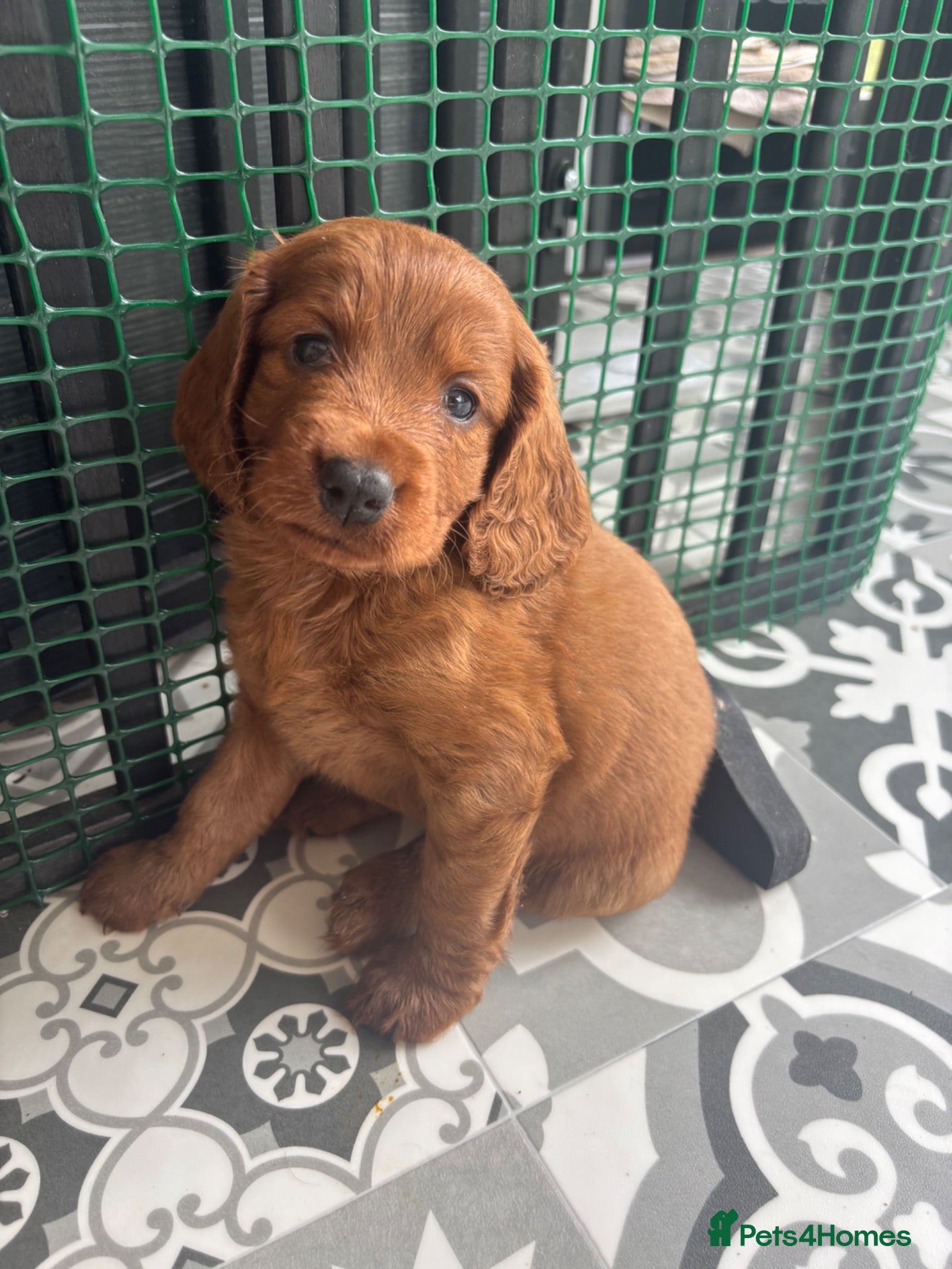 Cockapoo dogs *Last gorgeous red girl cockapoo* - Advert 10