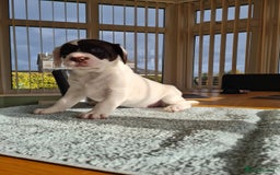 Springador dogs for sale: Springador puppies - Image 8