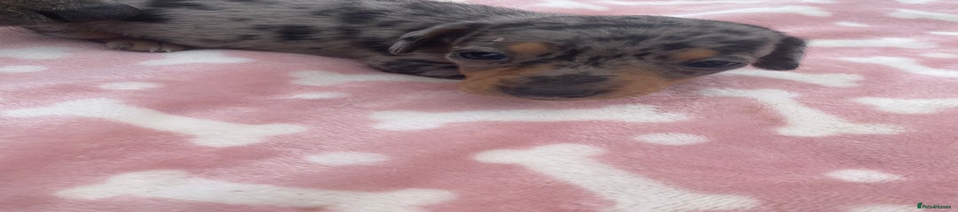 Miniature Dachshund Puppy 3