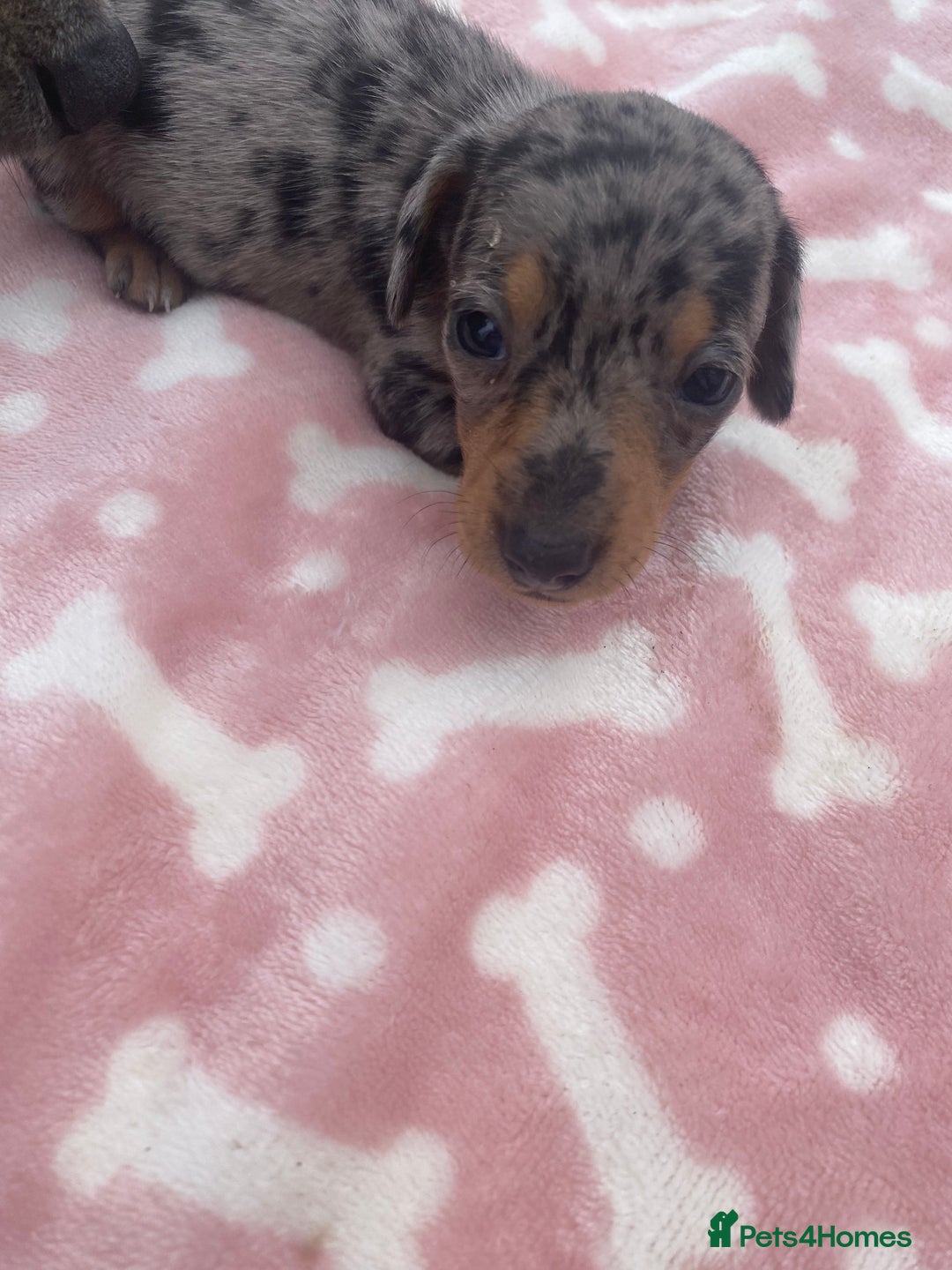 Miniature Dachshund dogs for sale: Long haired Minature Dachshund  - Image 2