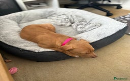 Staffordshire Bull Terrier dogs for sale: Staffordshire bull terrier for sale  - Image 2