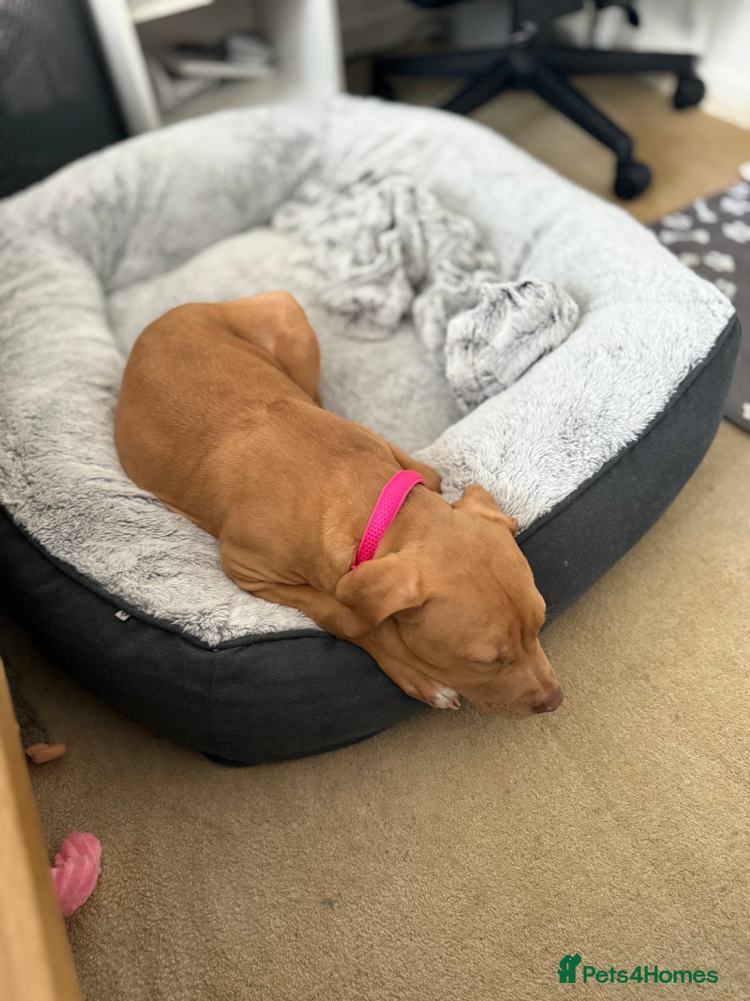 Staffordshire Bull Terrier dogs for sale: Staffordshire bull terrier for sale  - Image 2