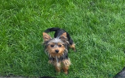 Yorkshire Terrier dogs for sale: Girl Yorkshire terrier  - Image 3