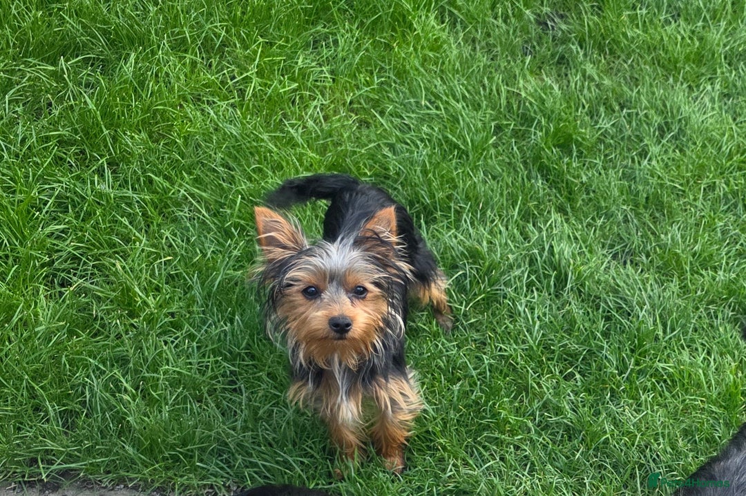 Yorkshire Terrier dogs for sale: Girl Yorkshire terrier  - Image 3