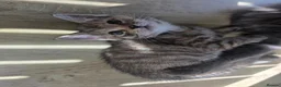 Mixed Breed cats for sale: 3 beautiful babies looking for forever homes - Advert 26