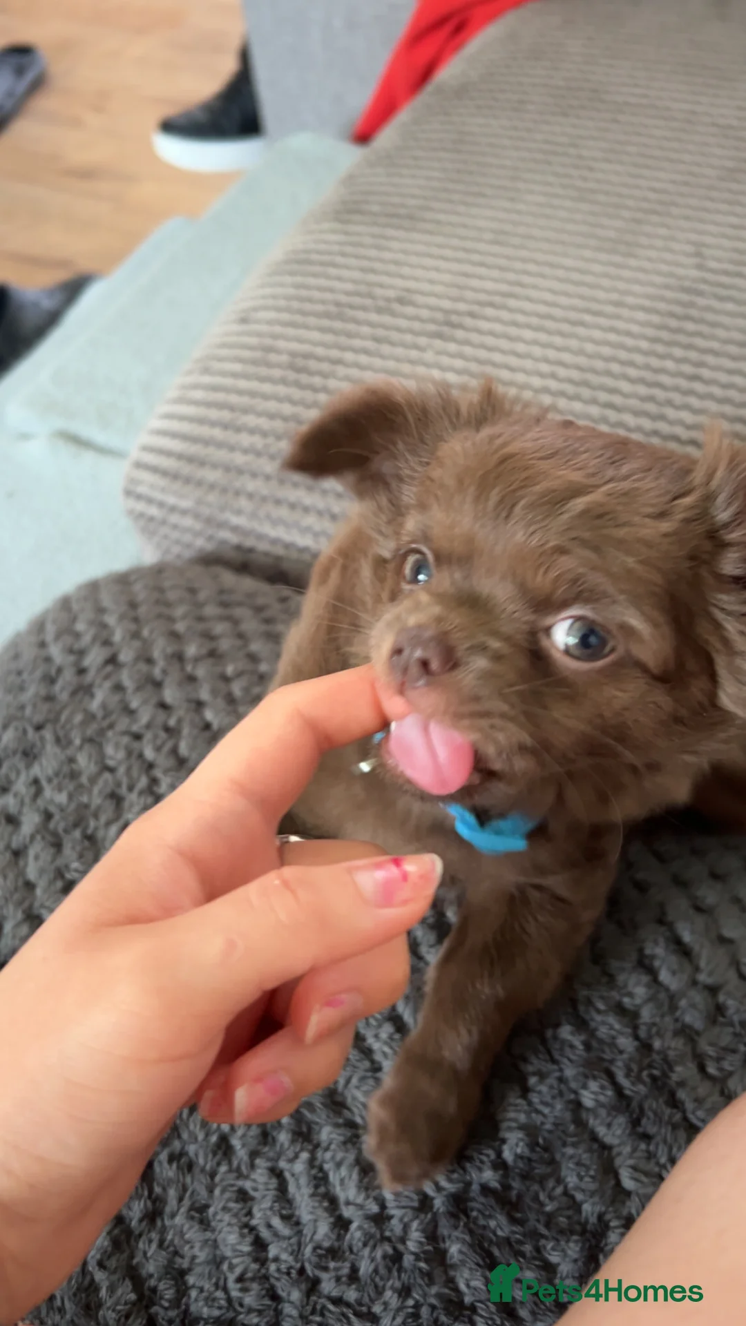 Chihuahua dogs for sale: 2 BEAUTIFUL BABIES 💗💙 - Advert 2