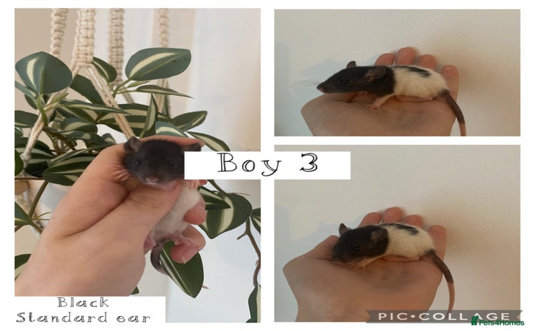 Rat rodents - Advert 19