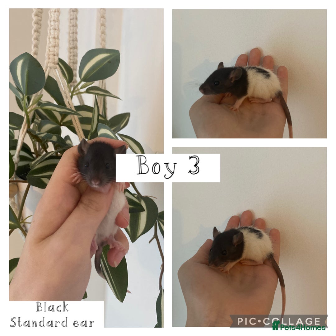 Rat rodents for sale: Baby rats - Image 7