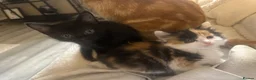 Mixed Breed cats for sale: Fluffy mixed breed kittens in Bolton - Advert 3