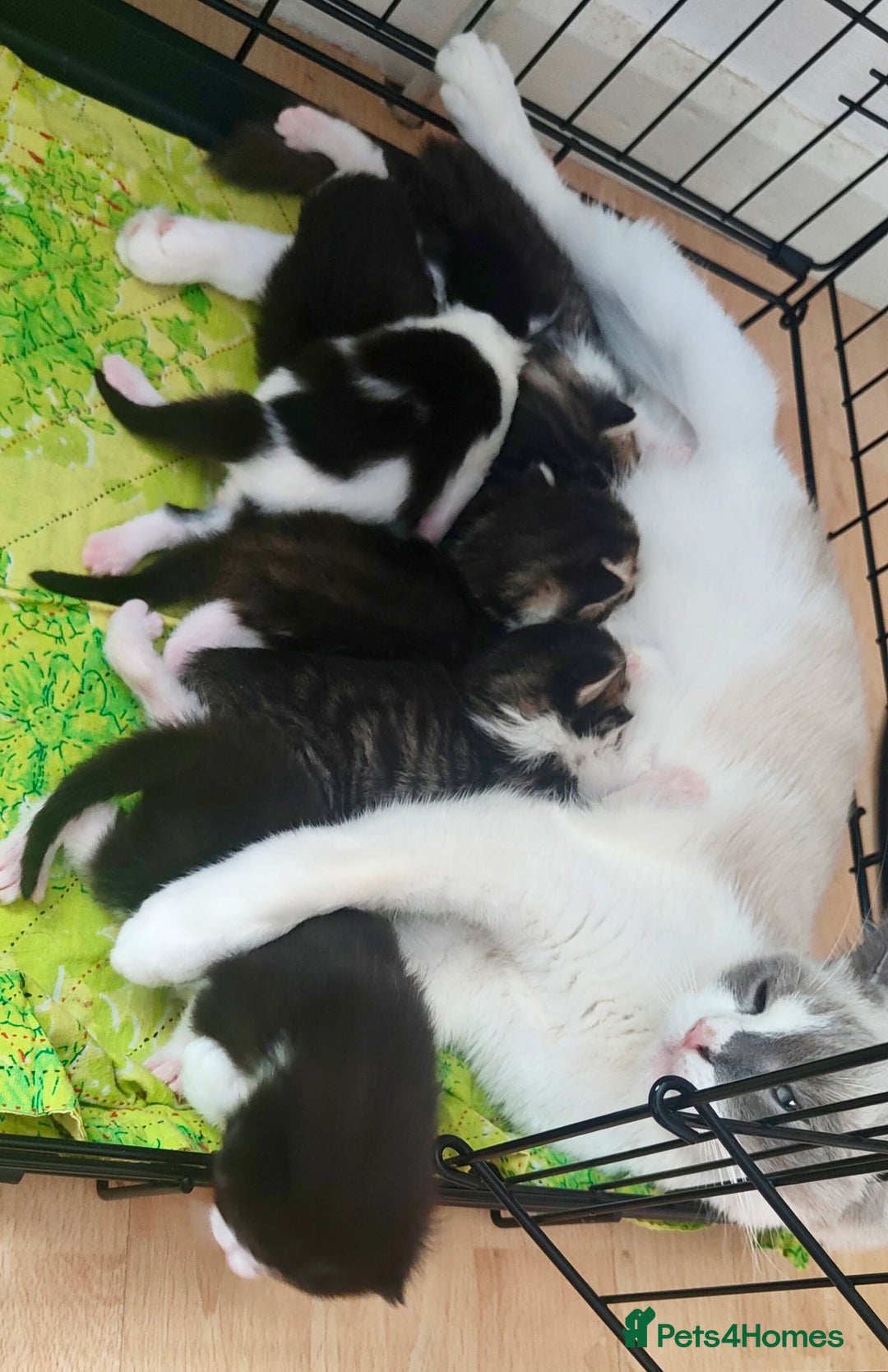 Mixed Breed cats for sale: Ragdoll mixed kittens - Image 18