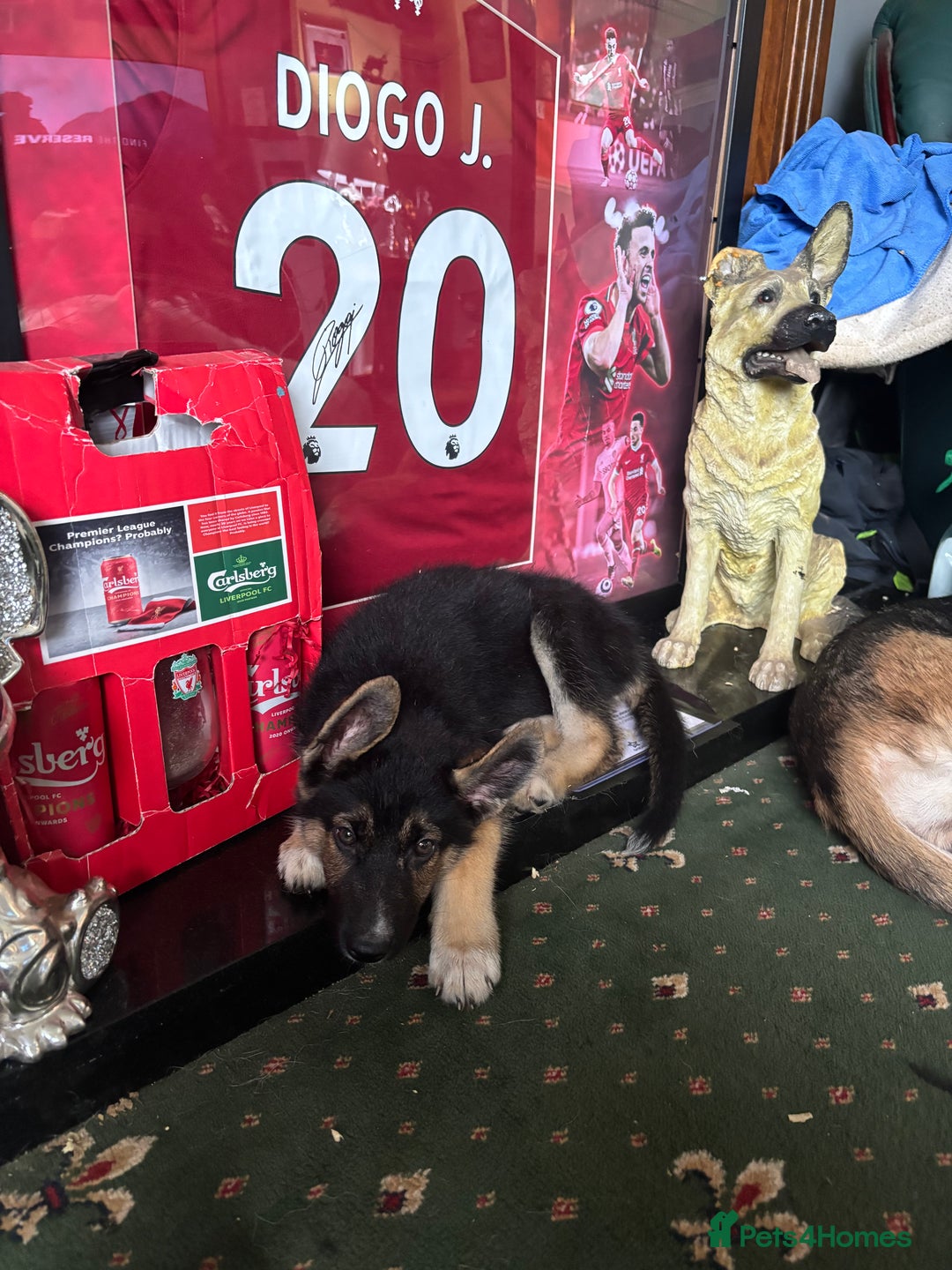 Shepsky dogs for sale: Shepsky - Image 8
