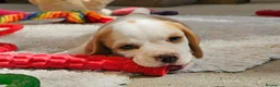 Beagle dogs for sale: Stunning KC Registered Beagle Pups- Ready 24.08.26 in Thirsk - Advert 34