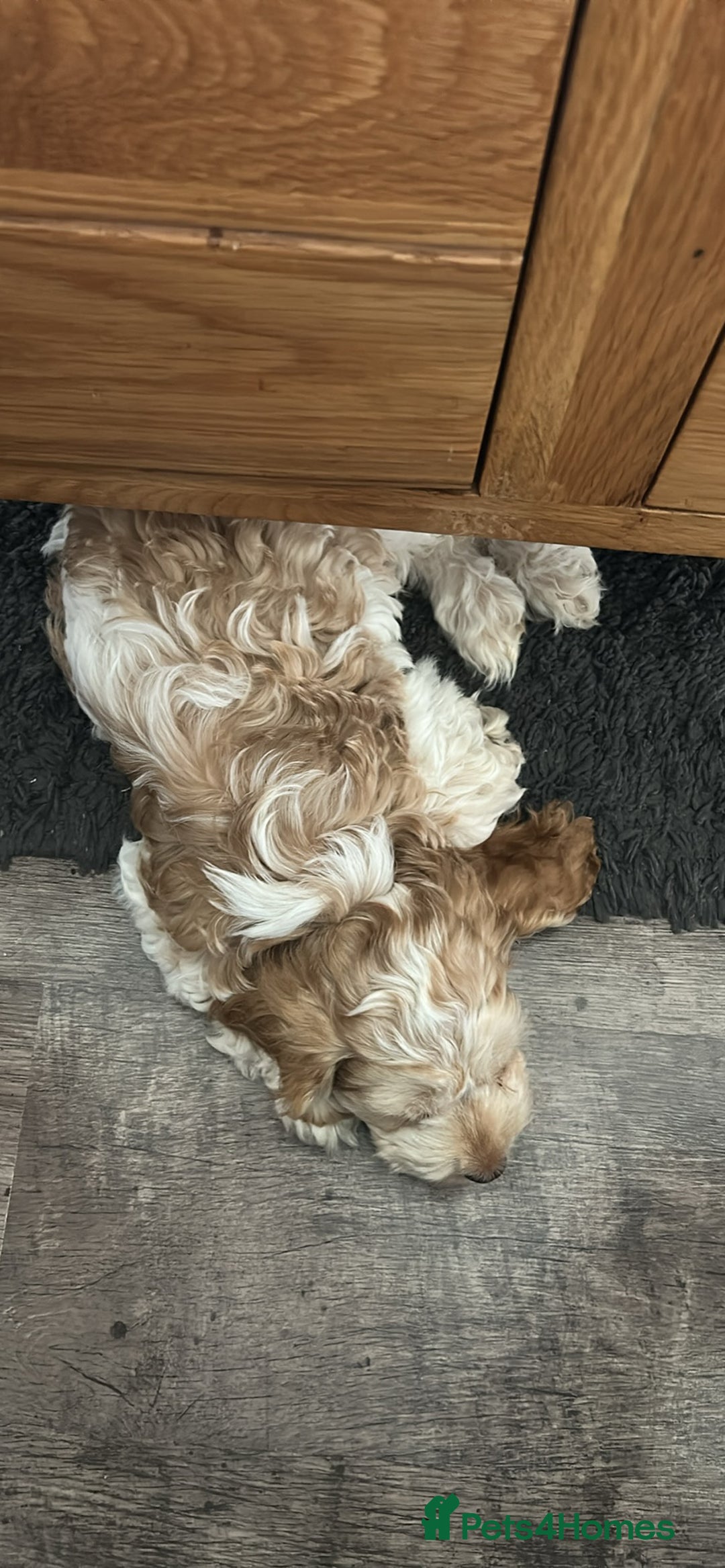 Cockapoo dogs for sale: Fully vaccinated cockapoo puppy  - Image 3