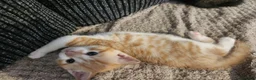Mixed Breed cats for sale: 3 beautiful kittens  in Stockton-on-Tees - Advert 11