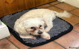 Lowchen dogs for adoption: 🐾 Meet BEAR — He is READY FOR A FRESH START 🧸 - Advert 8