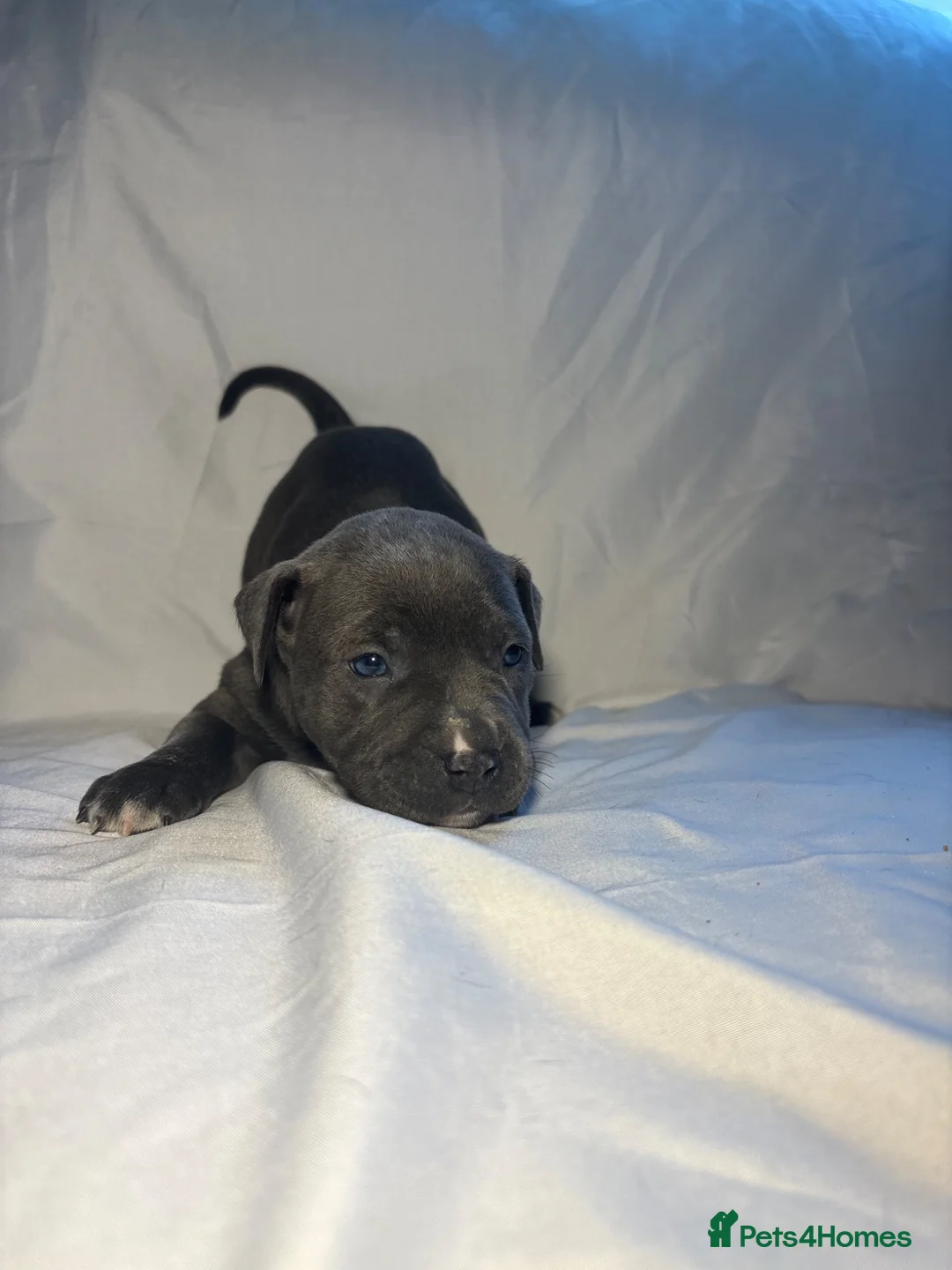 Mixed Breed dogs for sale: Staffy cross pups looking for forever homes🏡 - Advert 1