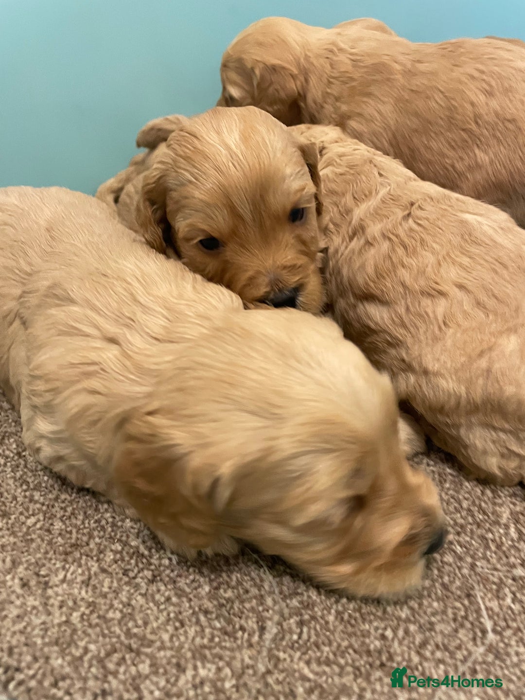 Cockapoo dogs for sale: P,r,a clear f1 cockpoo - Advert 16