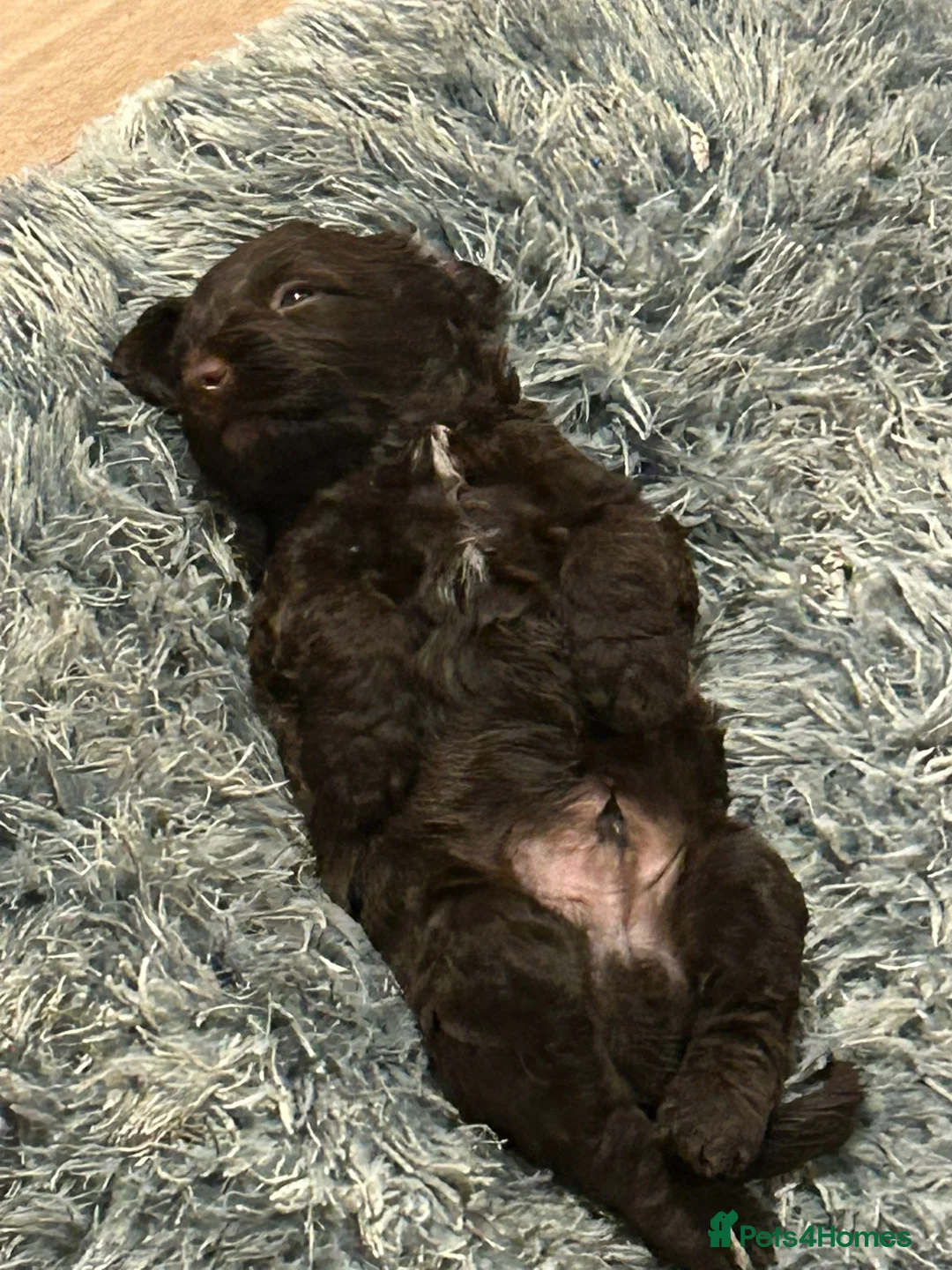 Mixed Breed dogs for sale: Beautiful Sprockerpoo puppies 😍 - Advert 11