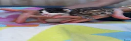 Domestic Shorthair cats for sale: Beautiful kittens  - Advert 4
