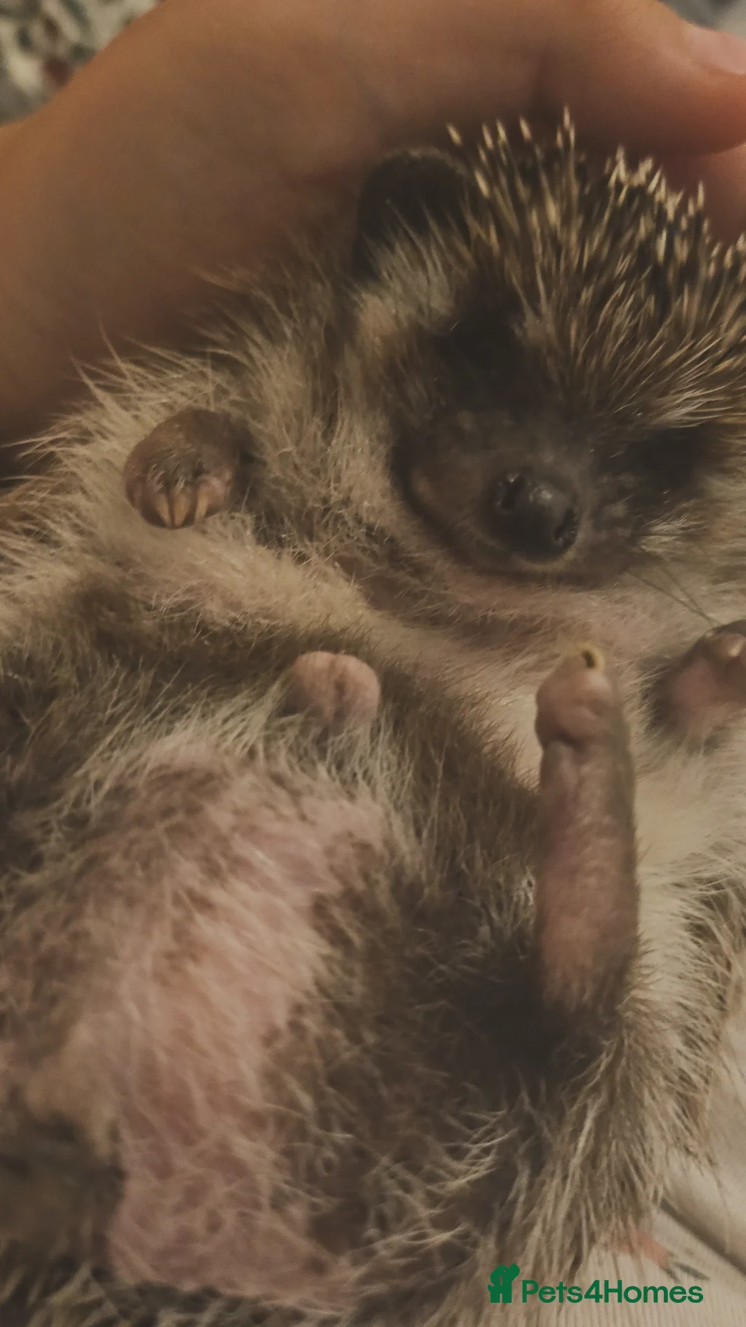 Pygmy Hedgehog rodents for sale: Chubby tame hedgehog with setup - Advert 4