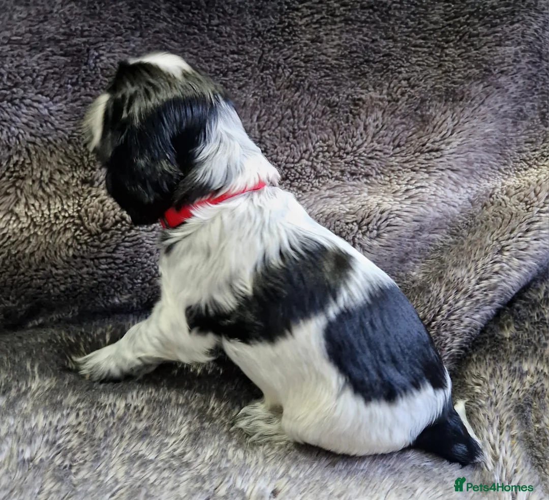 Cocker Spaniel dogs for sale: Cocker Spaniels - Show type. Blue roan in colour. - Advert 11