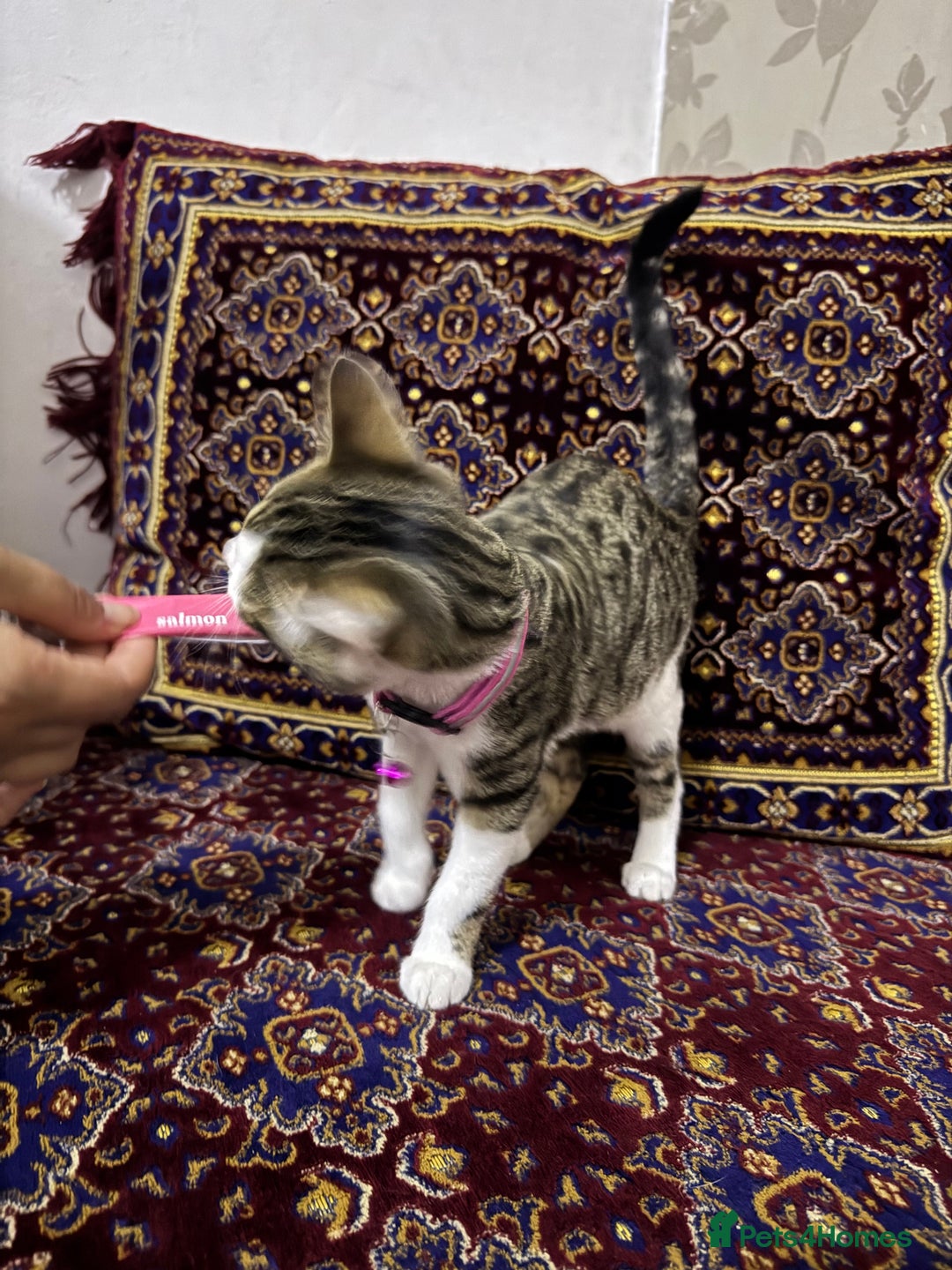 Bengal cats for sale: Bengal Kittens ( 14 WEEKS OLD )  - Image 15