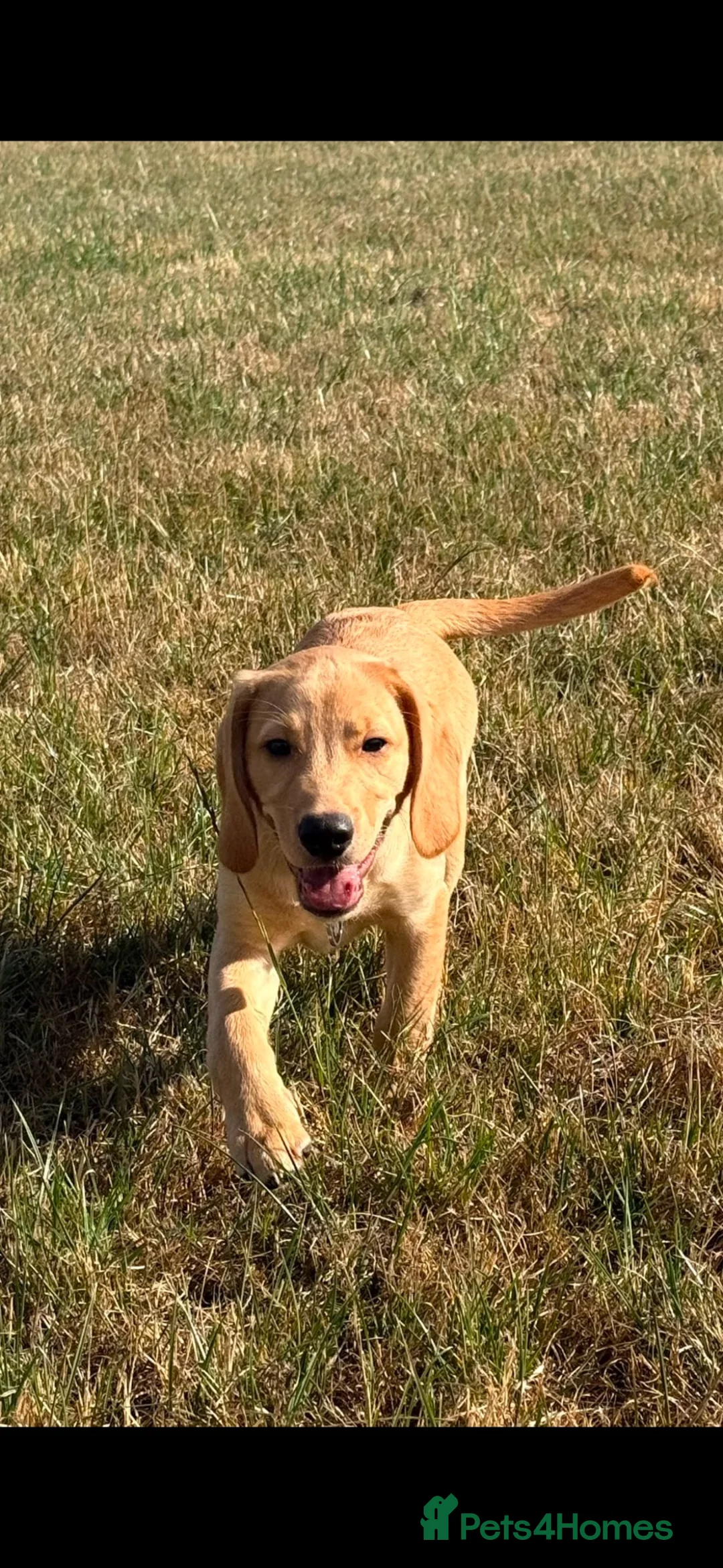 Cockerdor dogs for sale: Beautiful boy in Stratford-upon-Avon - Advert 2