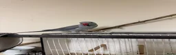 Ringnecks birds for sale: Ringnick for sale - Advert 3