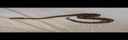 Python Snake reptiles for sale: Royal/Ball python x2 - Advert 8