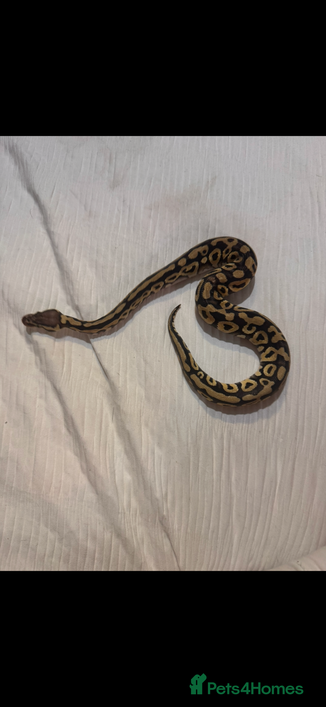 Python Snake reptiles for sale: Royal/Ball python x2 - Advert 8